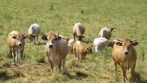 Selon la FNB, un des scénarios envisagé par le ministère ferait perdre aux éleveurs de 40 % à 60 % de leurs aides aux bovins allaitants (ABA). © Valérie Scarlakens